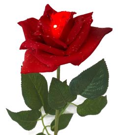 Τριαντάφυλλο 67cm με φωτισμό led 